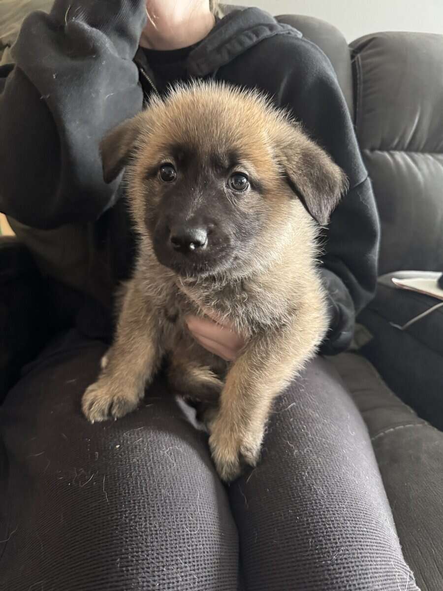 Anatolian/german shepherd mix image 3