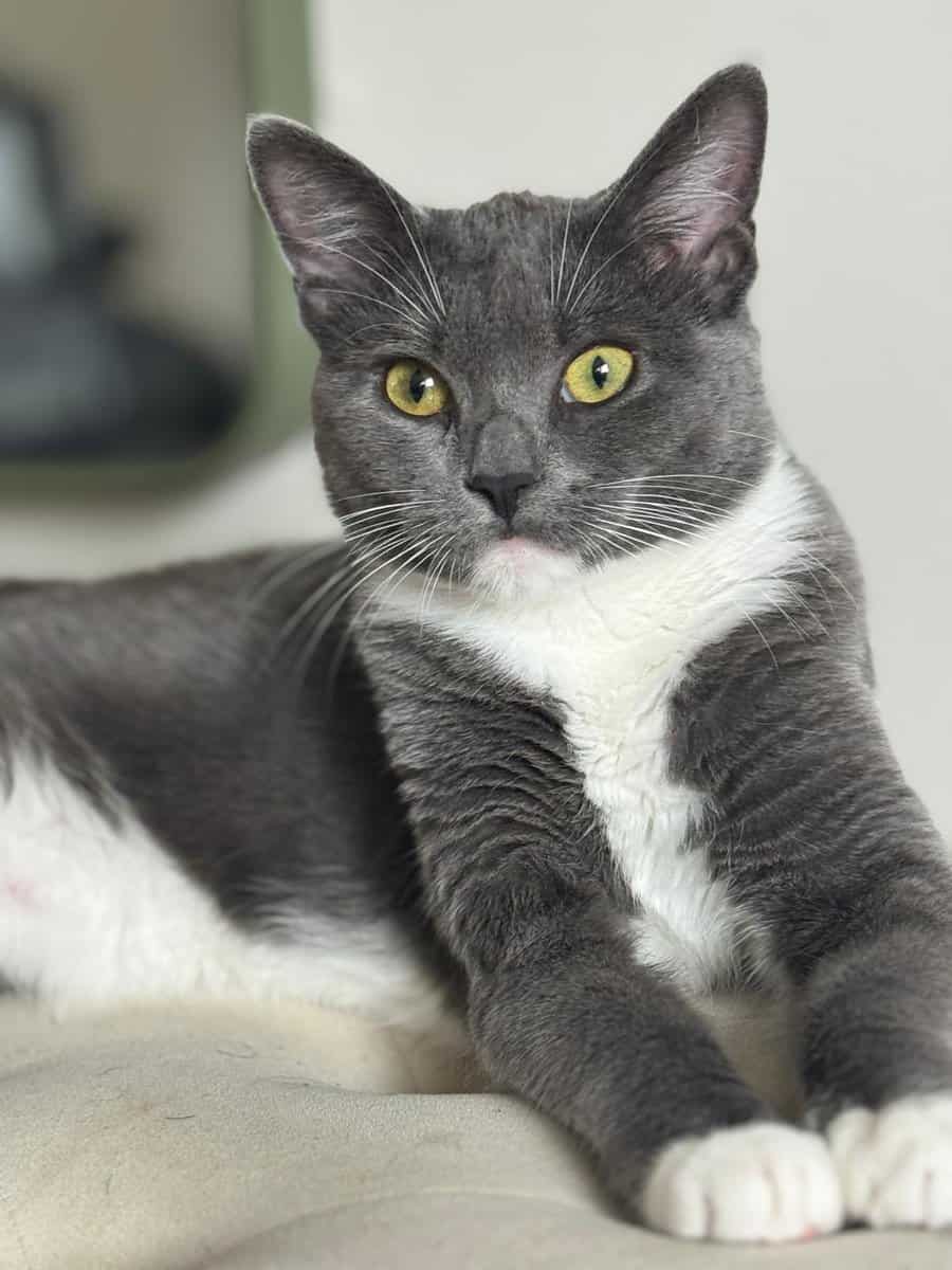 Cat Rehoming image 1