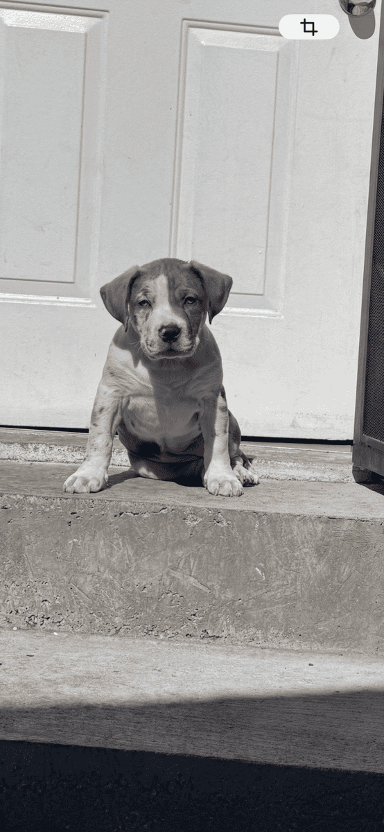 American bully XL (famale) image 2