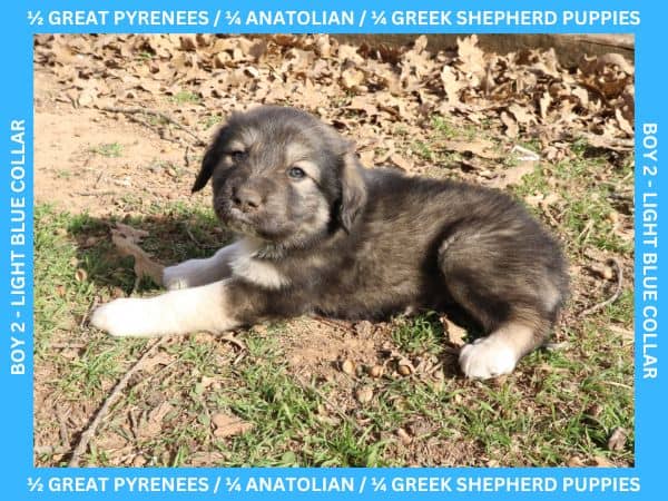 LGD Puppies-Great Pyrenees/Shepherd Mix image 4