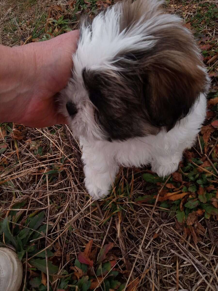 Shihpoo puppies image 2