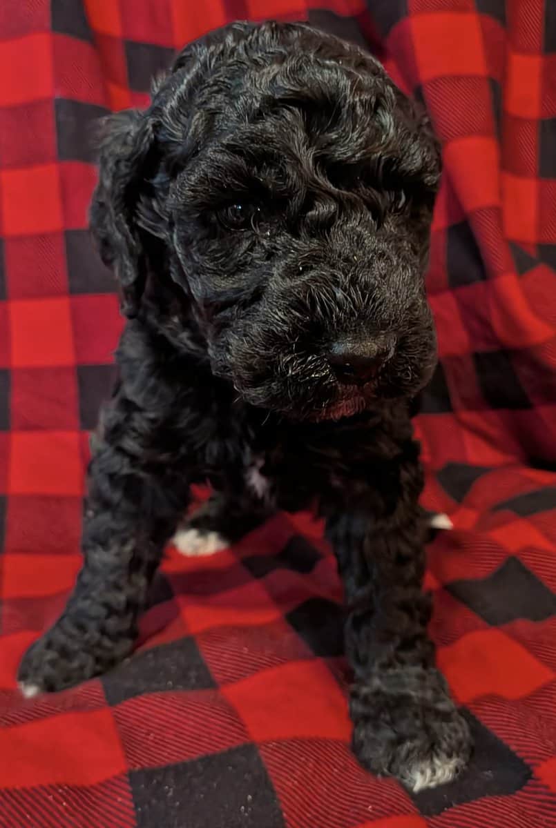 6 week old Golden Sheepadoodle Pup image 1