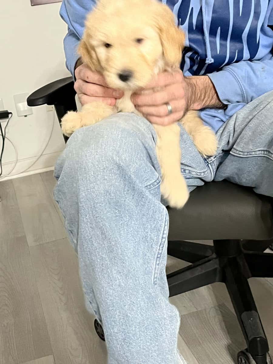 4 golden doodle puppies image 10