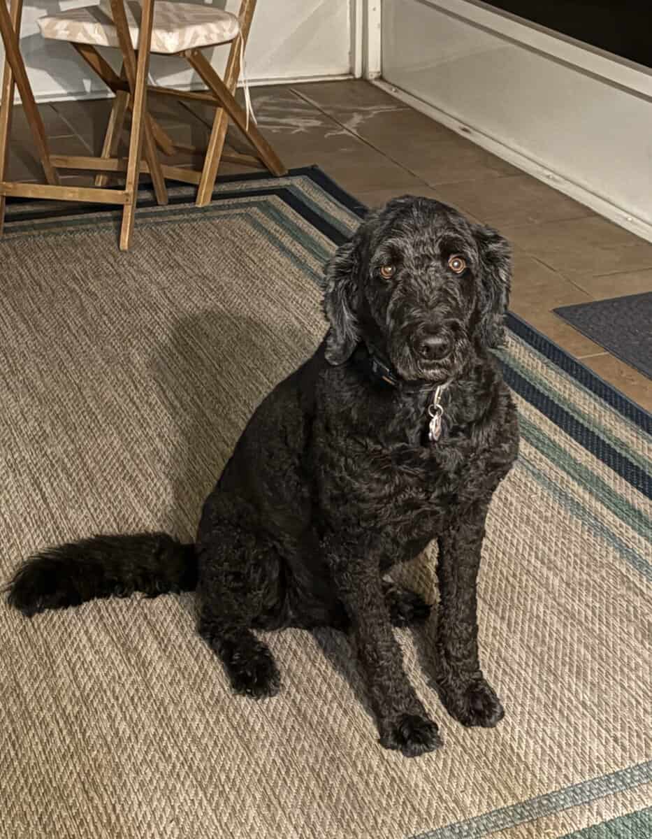 Loving GoldenDoodle looking for new home image 1
