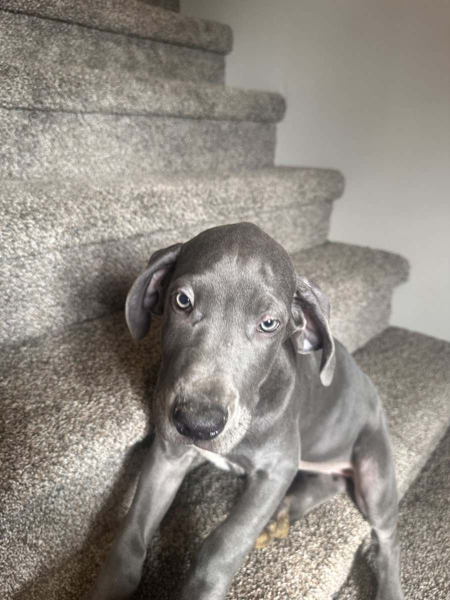Great Dane puppies image 3