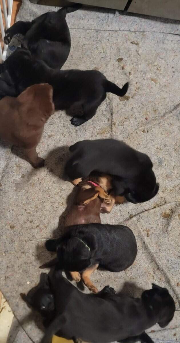 Chocolate lab/ Rotty mix image 3