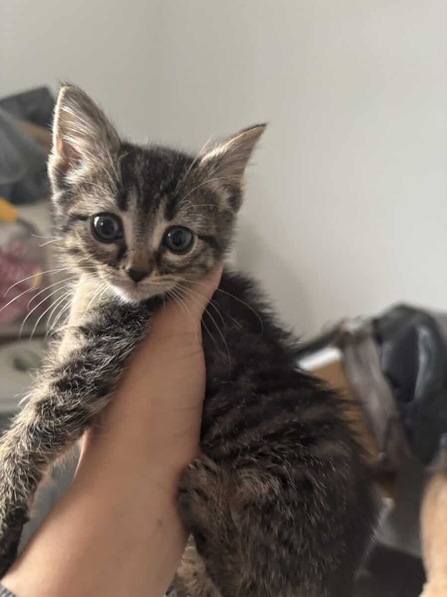 Last female kitten 2 m/o image 1