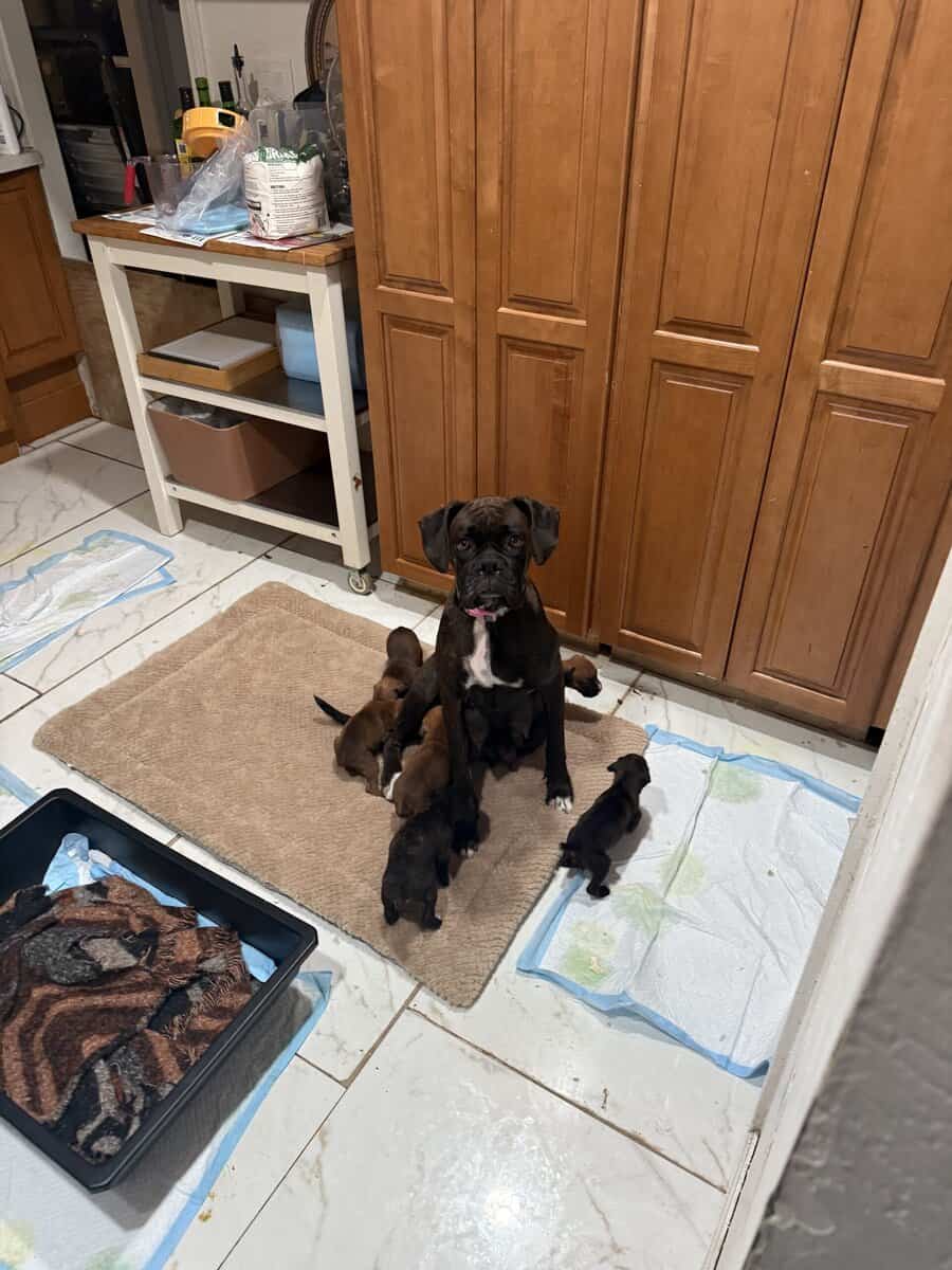 Boxer puppies image 5