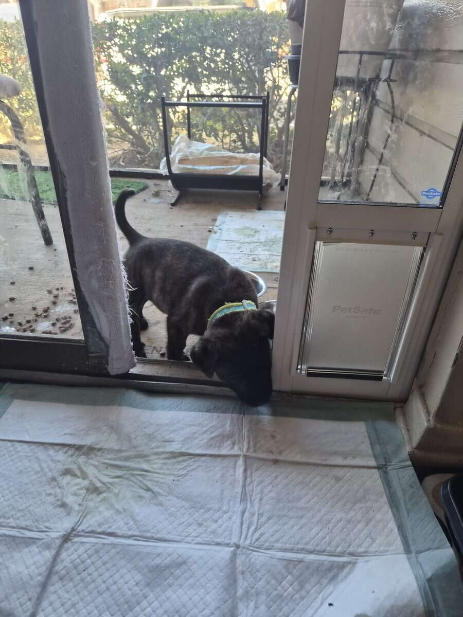 FREE PUPPY TO LOVING HOME image 3