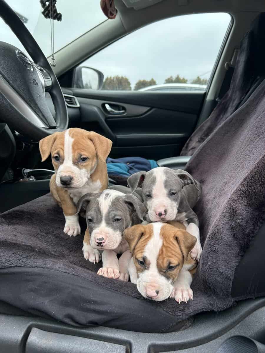 Pure bred pitbull puppies image 1