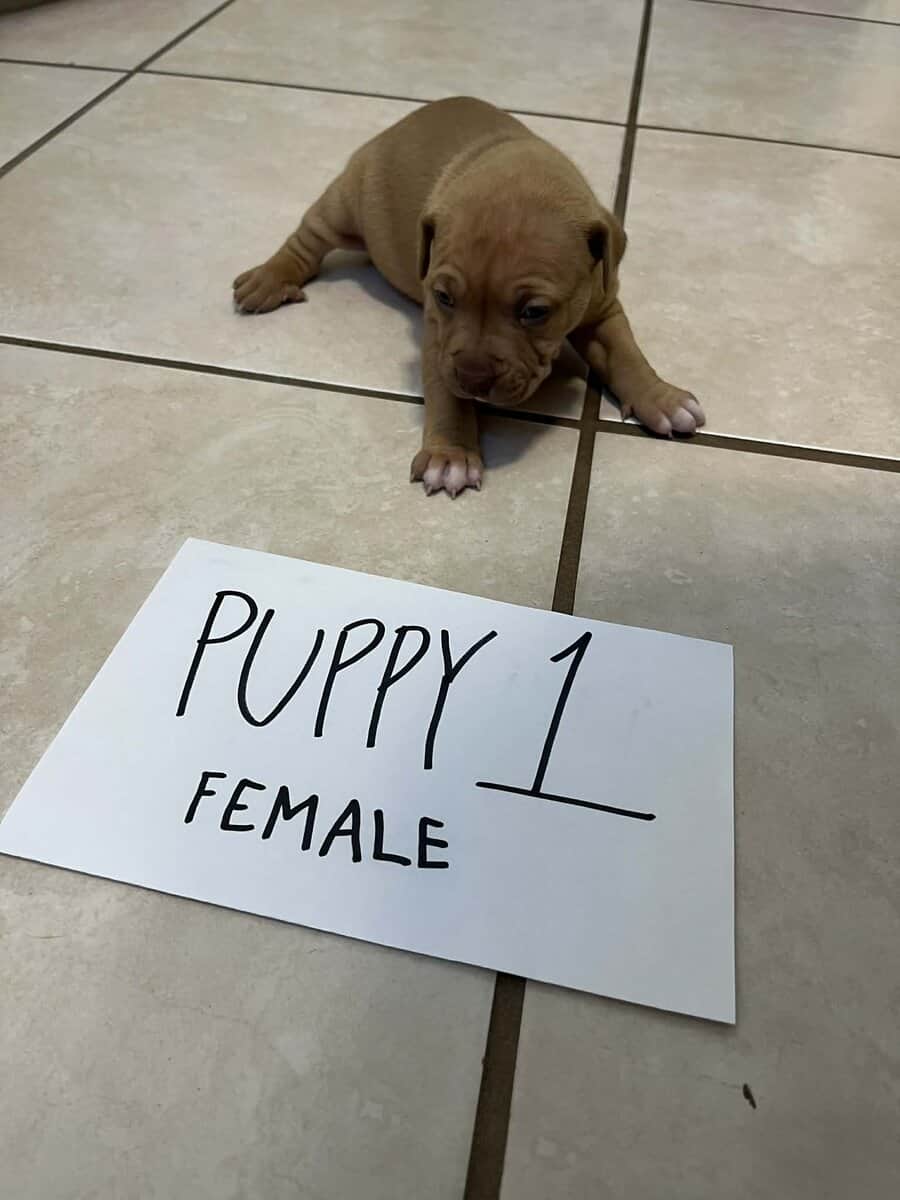 Beautiful 5 week old Red Nose American pittbulls image 4