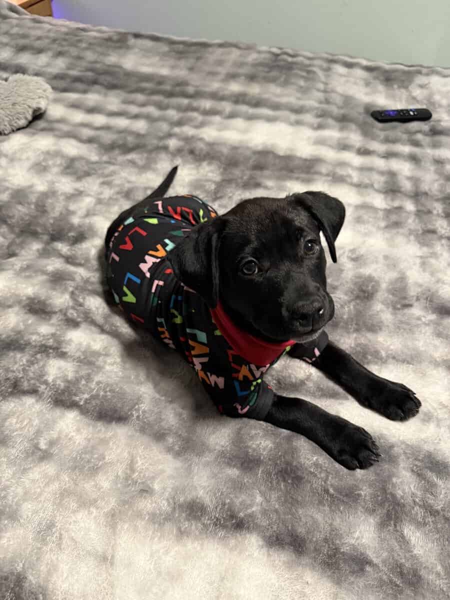 Black lab puppy image 2
