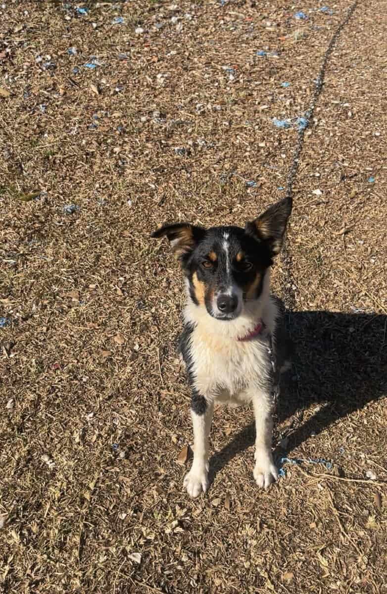 Australian shepherd image 5