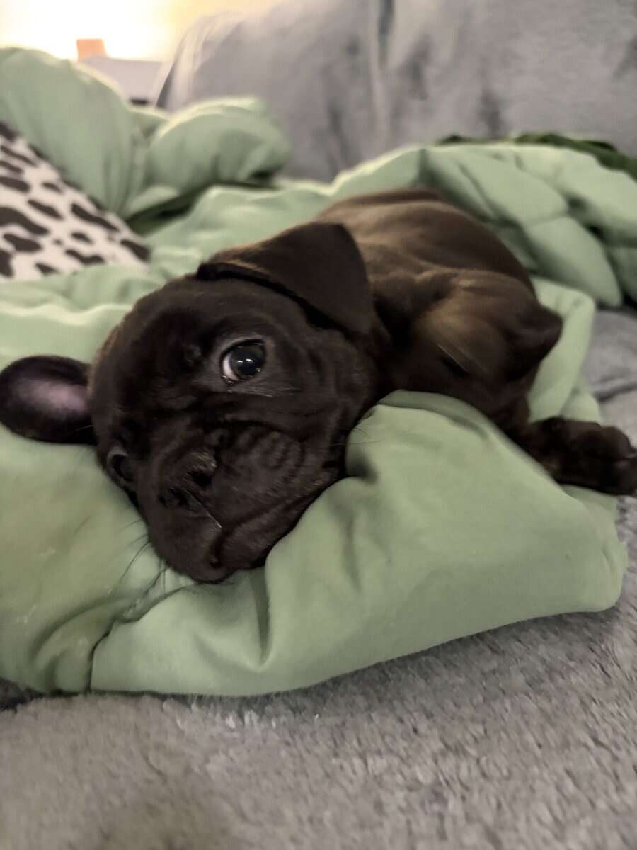 Rehoming my amazing French Bulldogs image 3