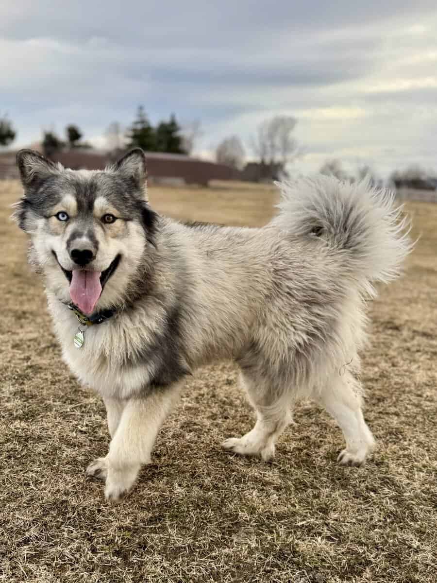 Goberians Siberian Husky x Golden Retriever image 5