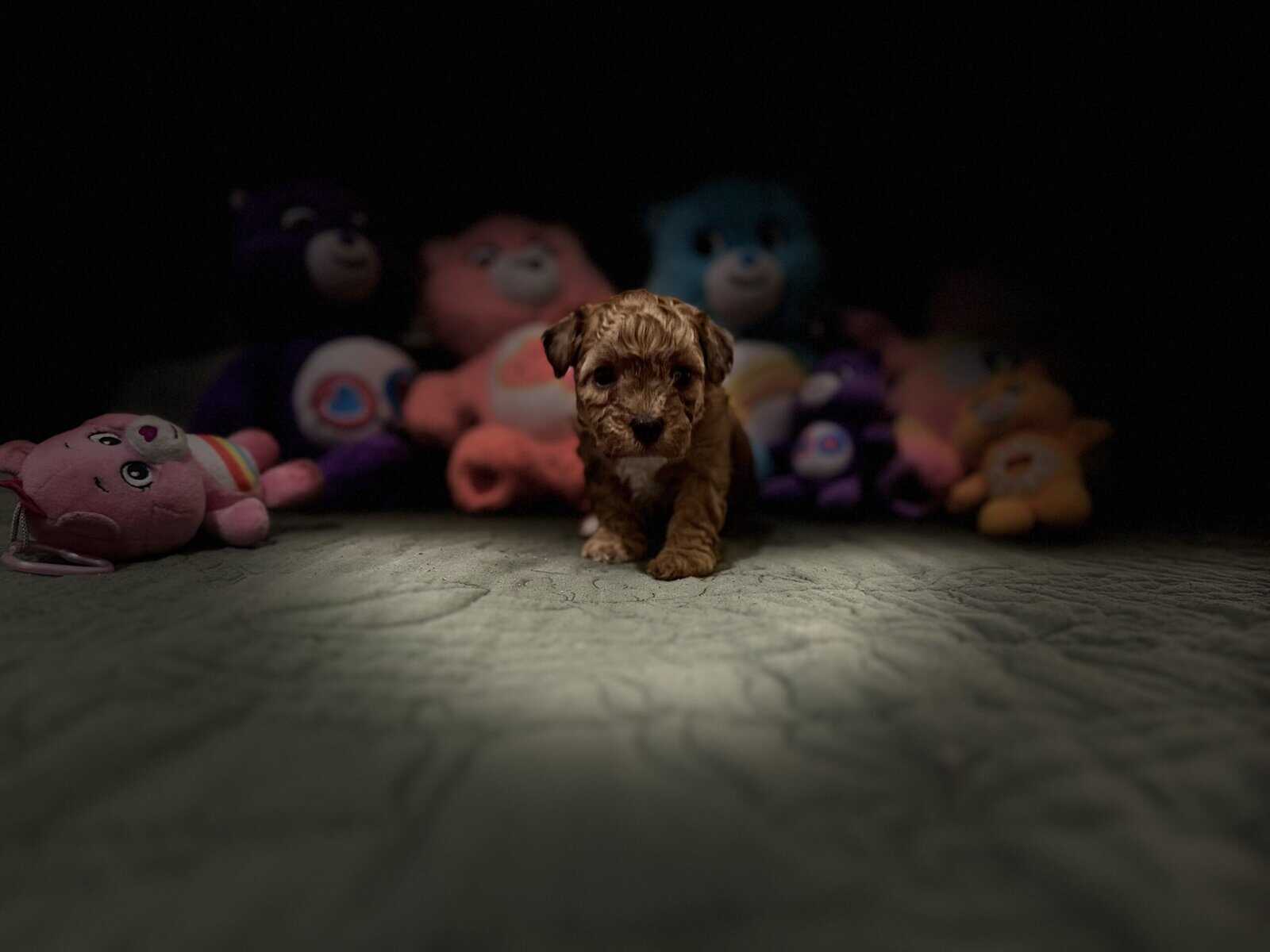 Toy poodles image 1