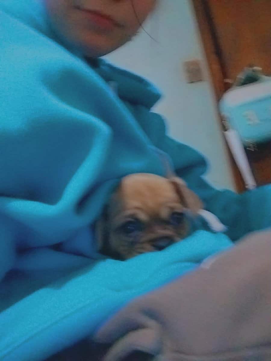 Puppy for sale image 2