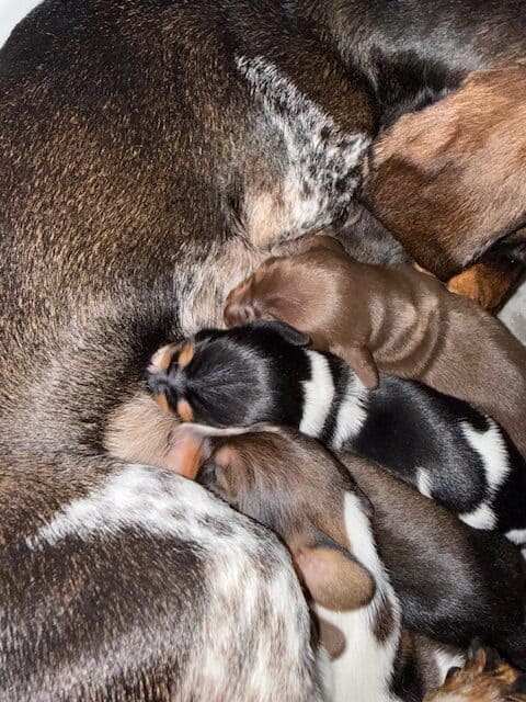 purebred dachshund pups image 21