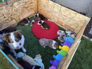Australian Shepherd Pupies For Sale