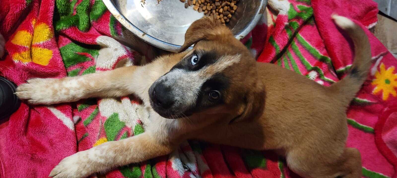 St. German Puppies image 5