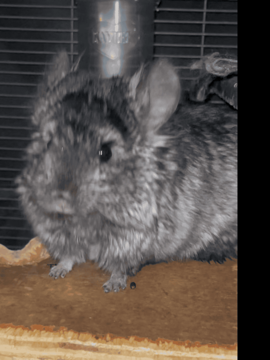 Young Ebony Male Angora Chinchilla image 3