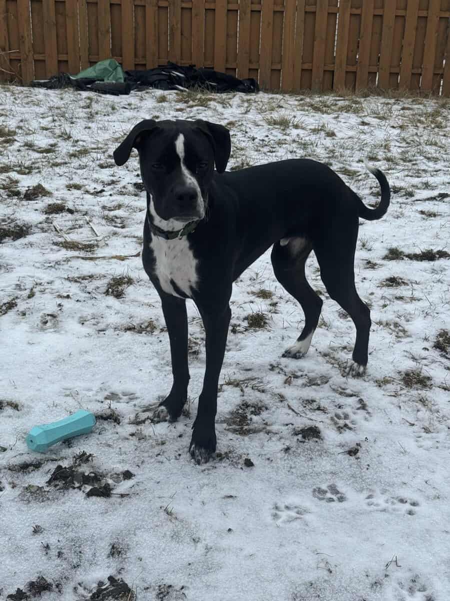 1.5 year old Pitt terrier looking for forever home image 2