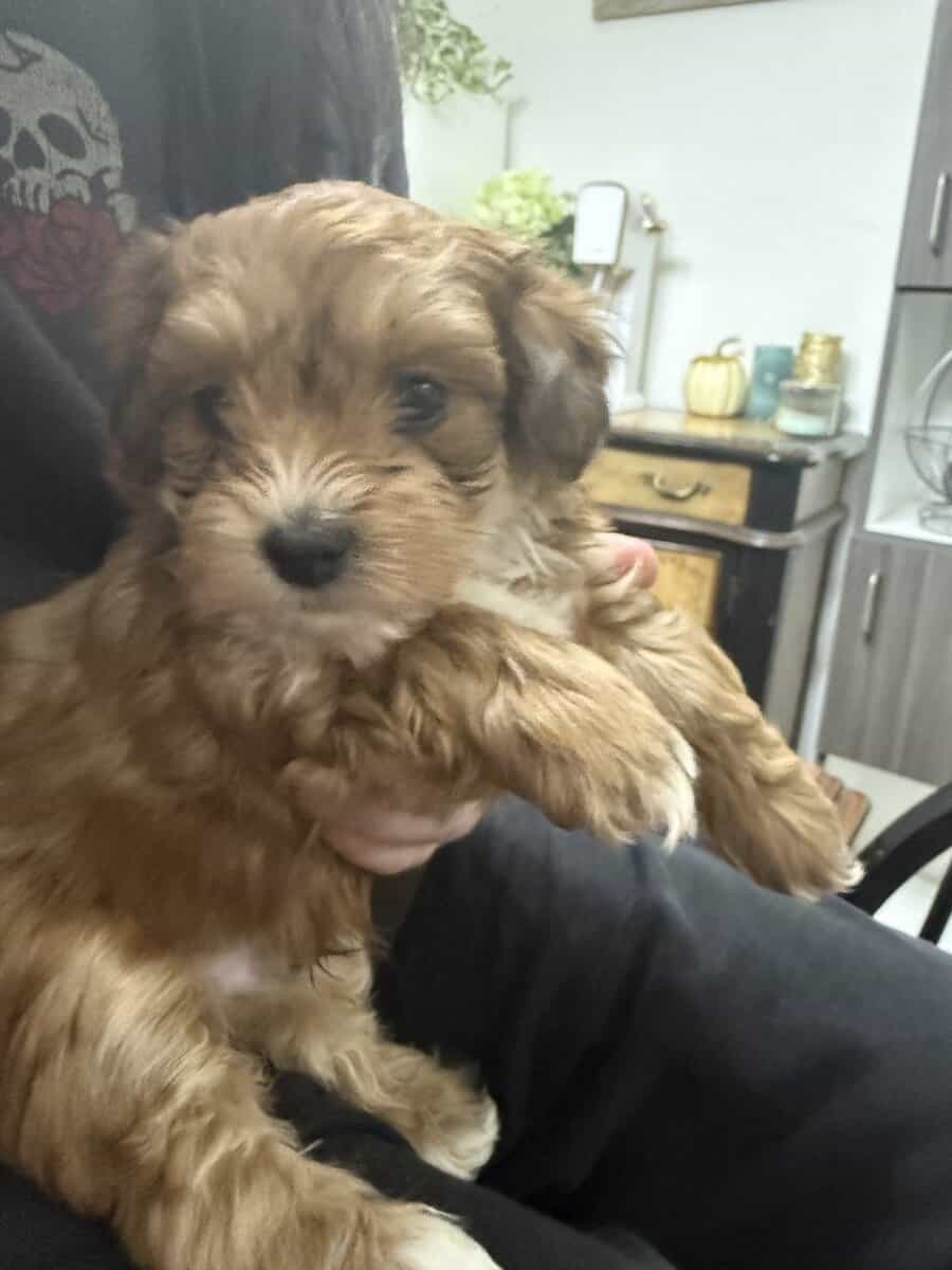 Malshihpoo puppies image 2