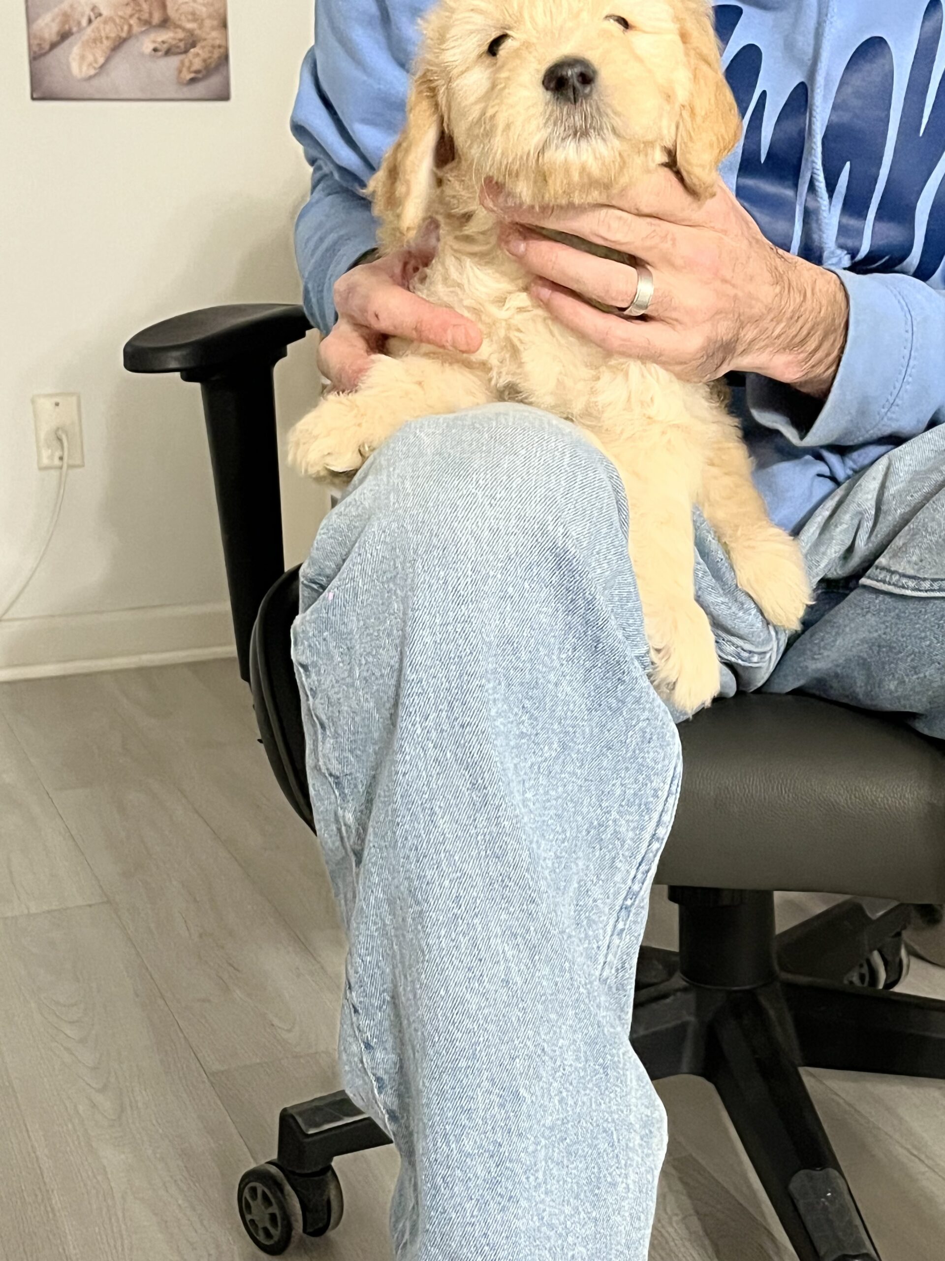 4 golden doodle puppies image 7