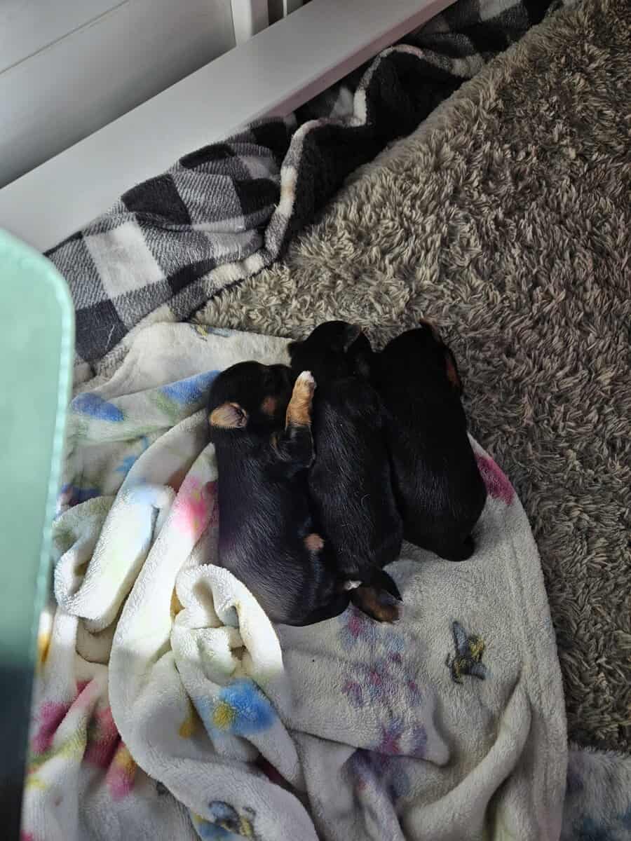 Yorkie puppies image 1