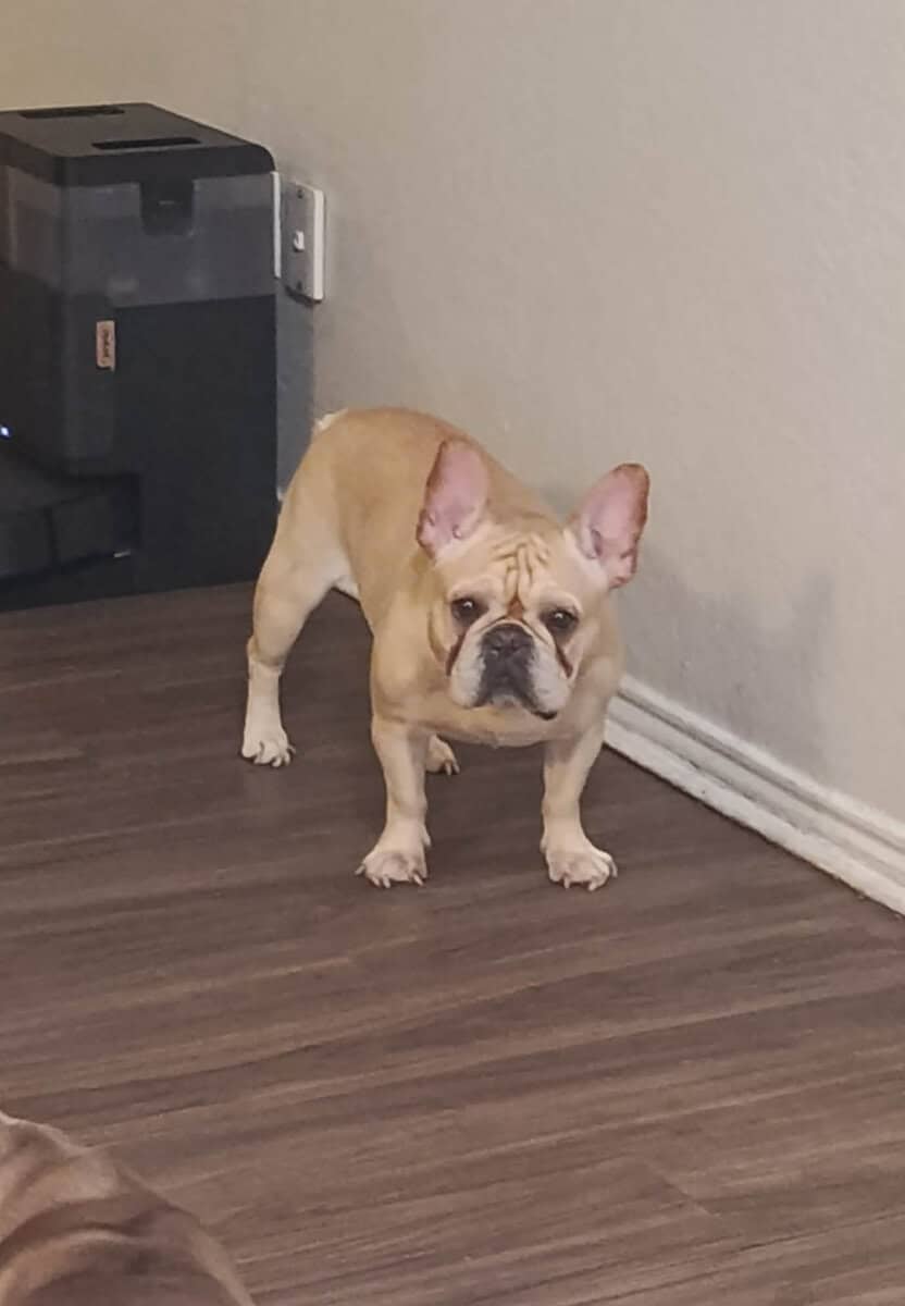 french bulldog image 1