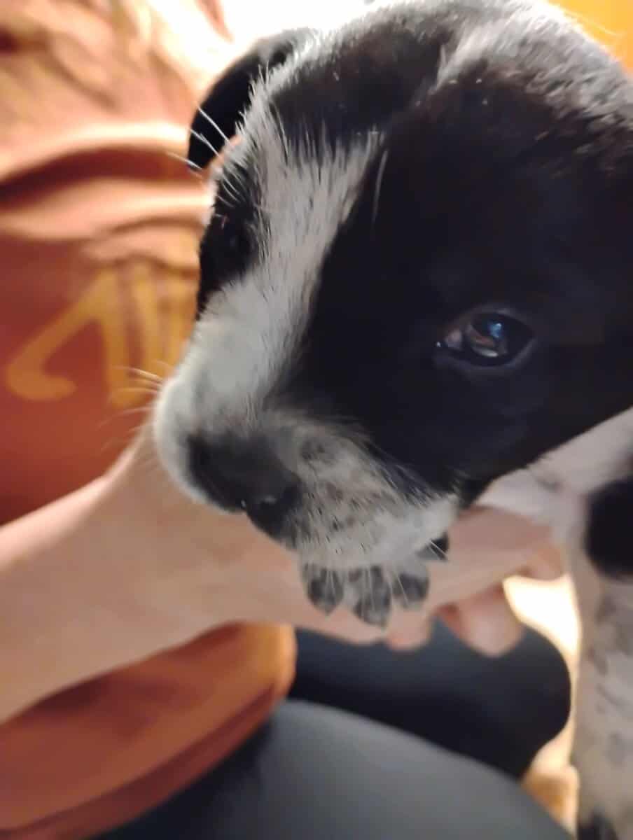 Aussiedor Puppies, Available End of March image 1