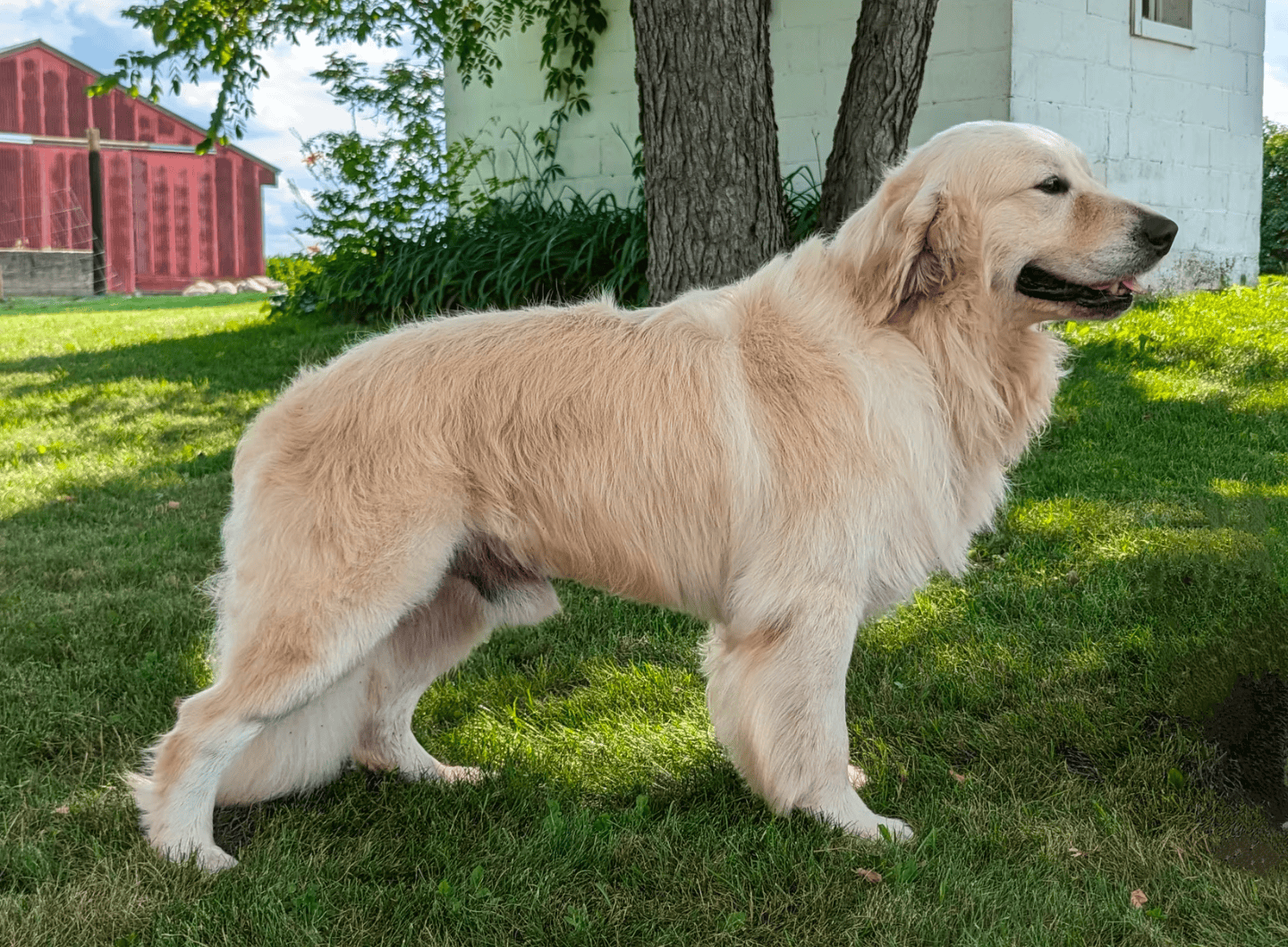 AKC health tested Golden retriever for STUD image 3