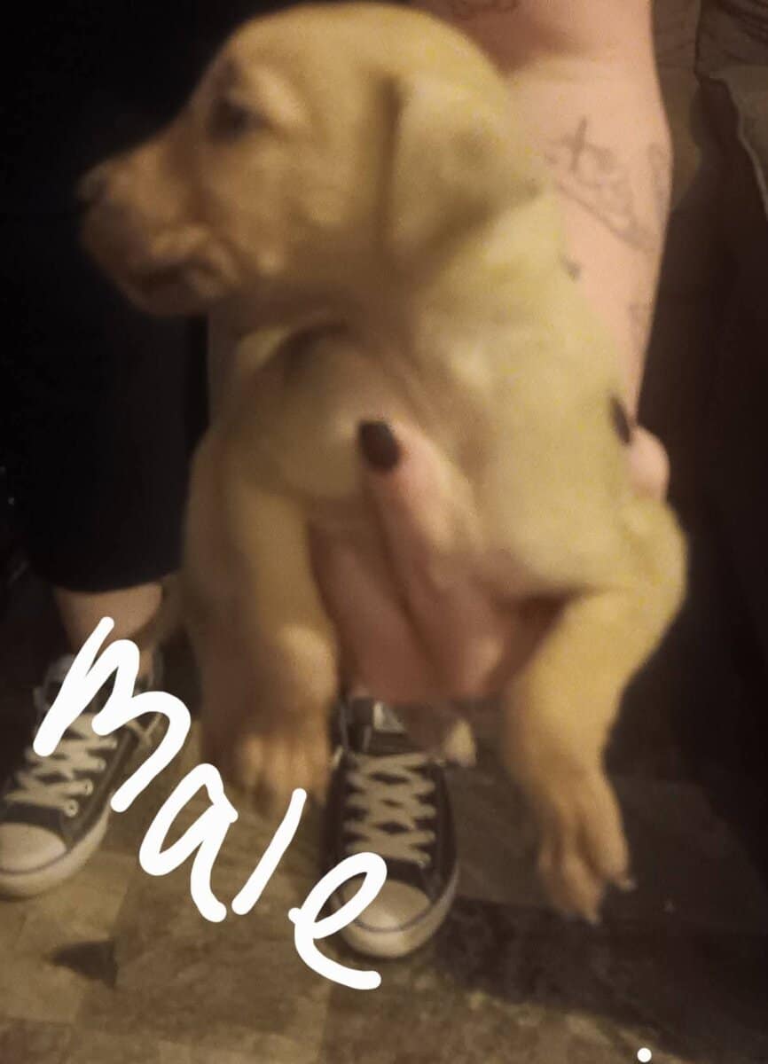 Free Puppies image 4