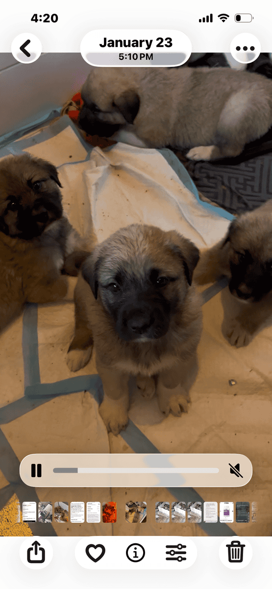 Livestock Guardian puppies image 11