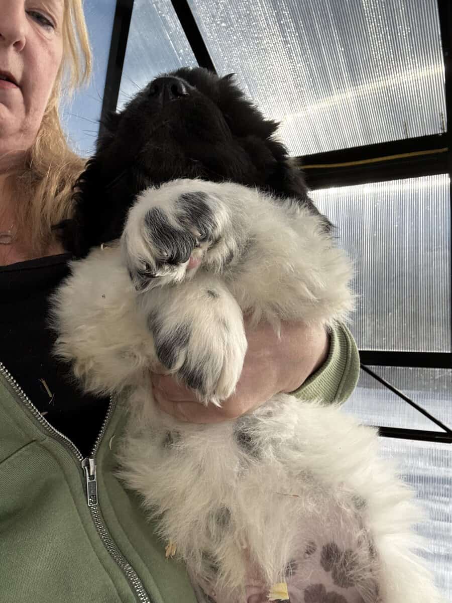 Newfoundland Lanseer Puppies image 2
