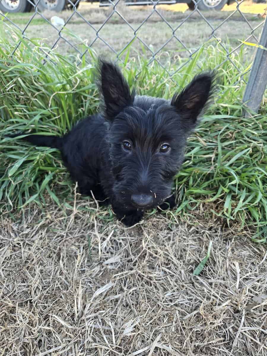 A.K.C Scottish Terroirs Puppis in TX 1 Boy 3 girls image 19