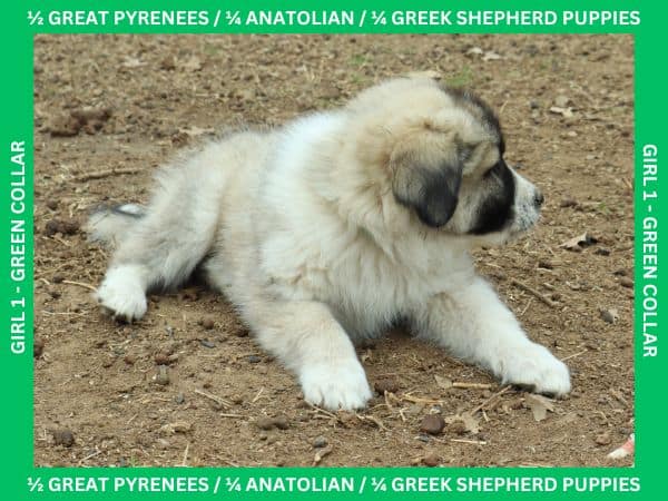 LGD Puppies-Great Pyrenees/Shepherd Mix image 8