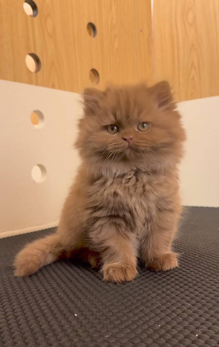 TICA Registered Persian Kitten image 5