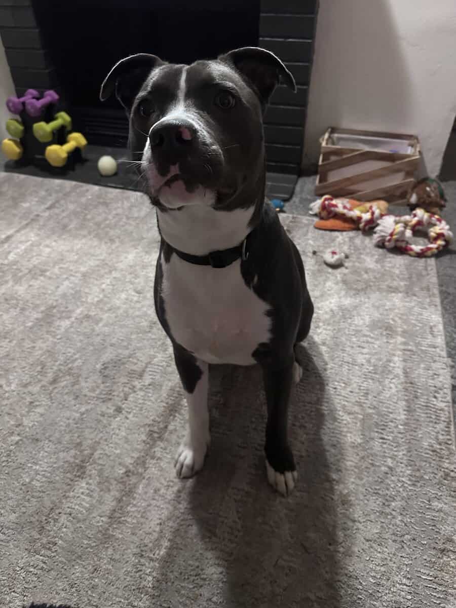 Sweet, energetic pup image 2