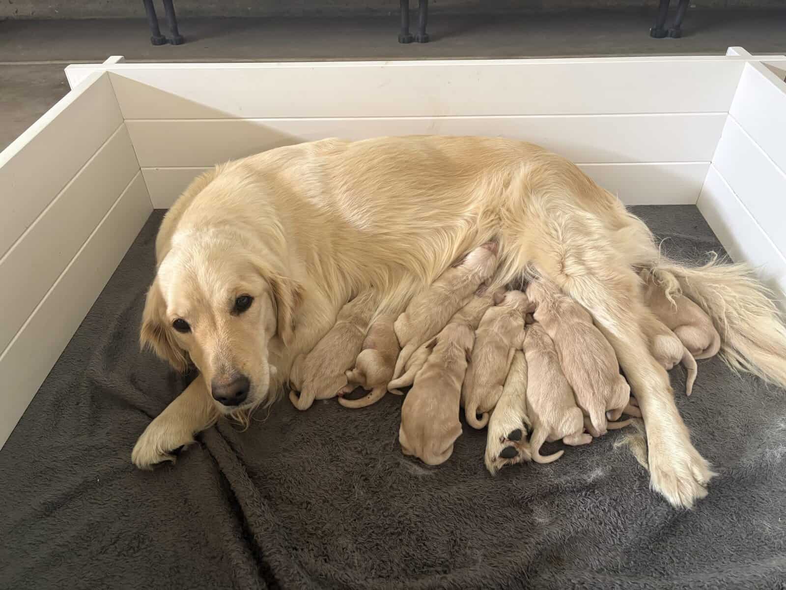 Golden retriever image 4