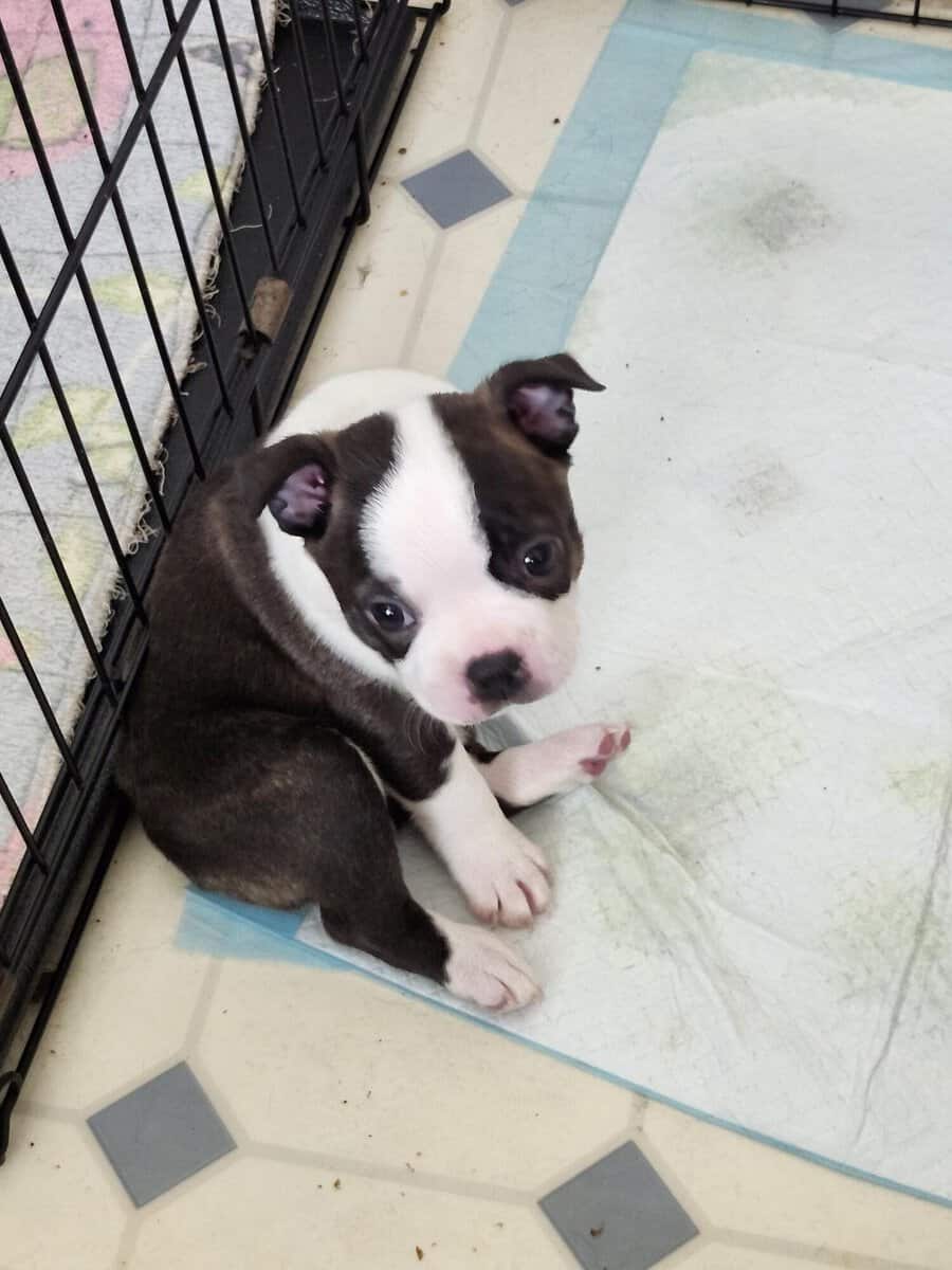 Boston Terrier Babies image 1