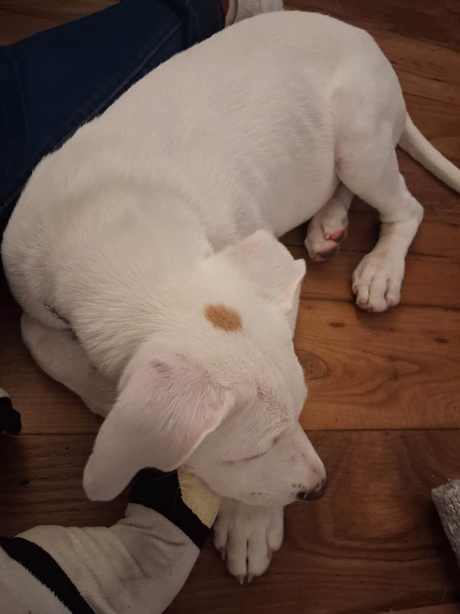 Pit mix image 3