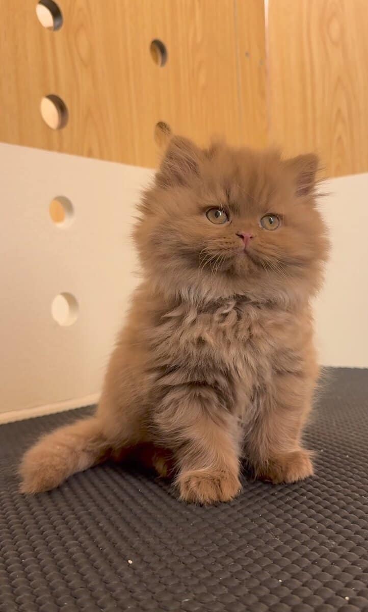 TICA Registered Persian Kitten image 4