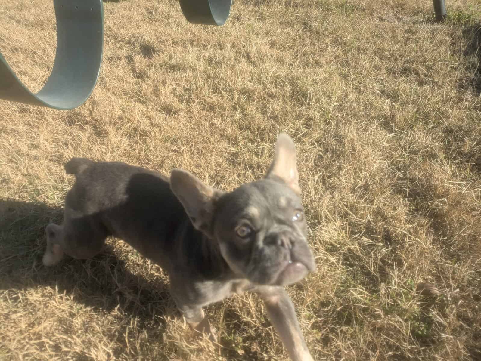 Buddy image 1