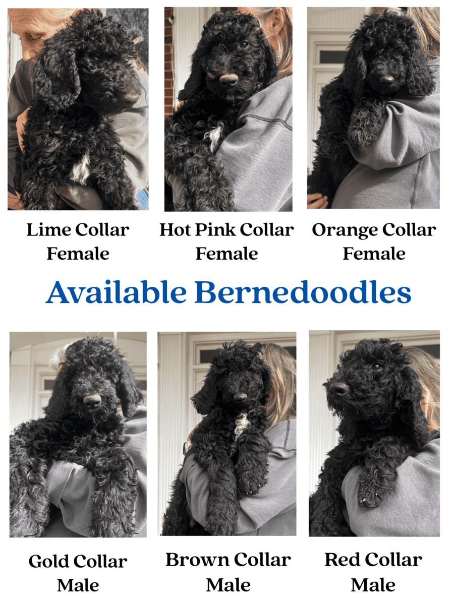 Bernedoodle Puppies image 2