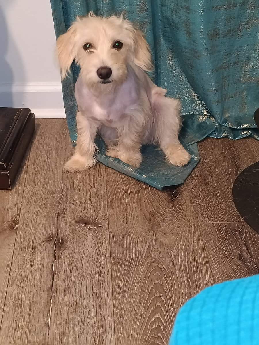 Male Maltese poodle pup image 2