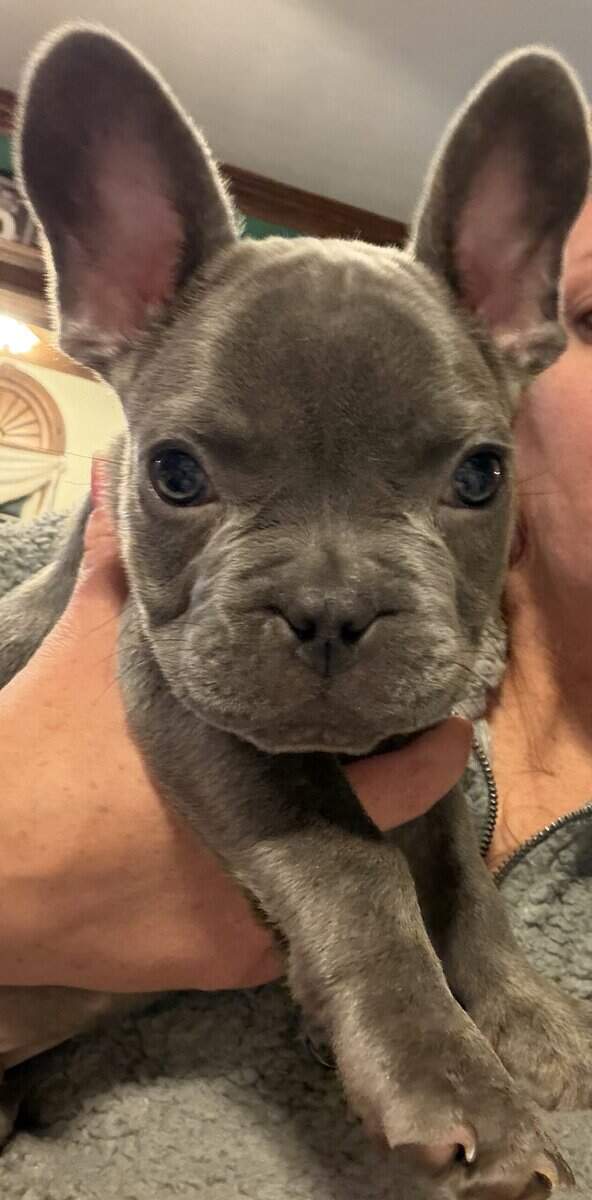 French Bulldog Puppies image 6