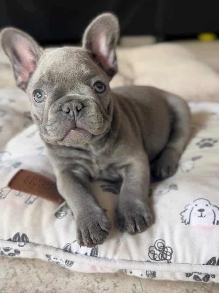 French bulldog Molly image 4