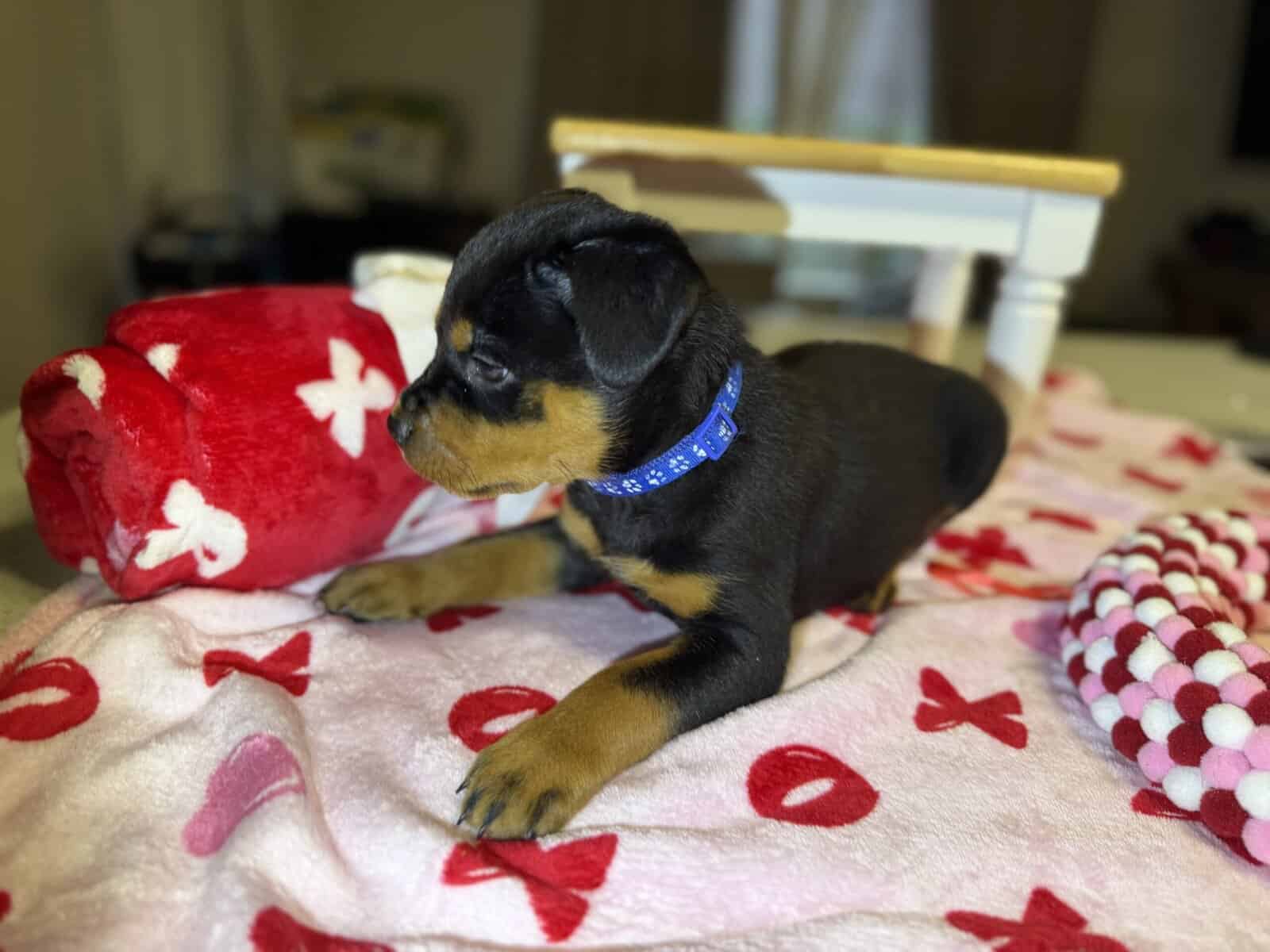 Rottweiler- Blue image 1