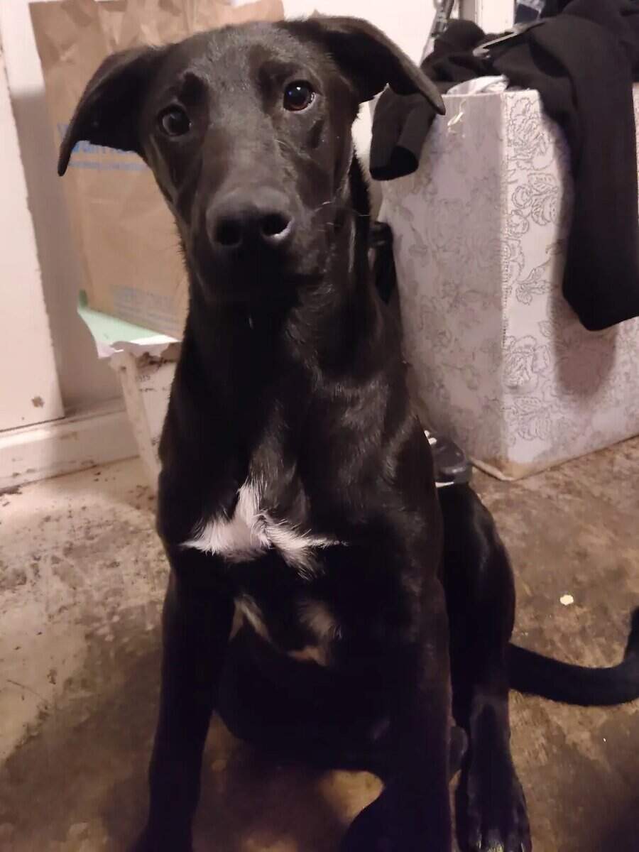 Rehoming Lab puppy mix image 3
